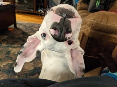 1-eti-strannye-psy-kazhetsja-slomalis-images-big