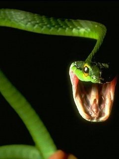 Snake