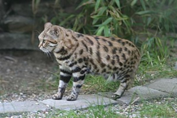 Chernonogaya Koshka