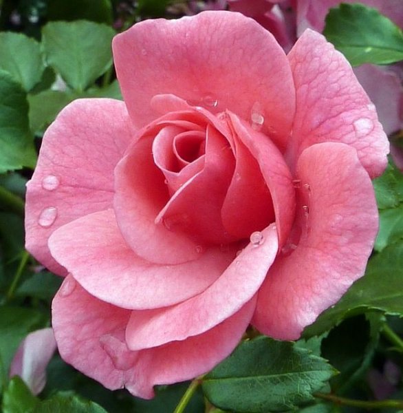 Wet Pink Rose