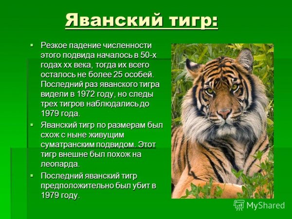 Яванский тигр