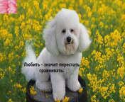 2yxa ru S Dnem Vseh Vlyublennyh Happy Va