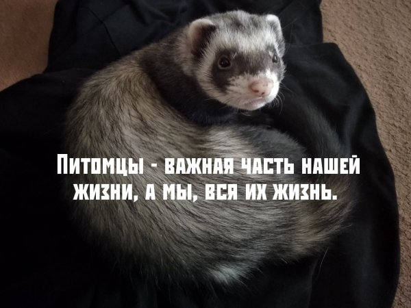 Питомцы