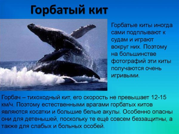 Горбатый кит