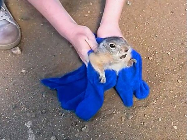 Суслик