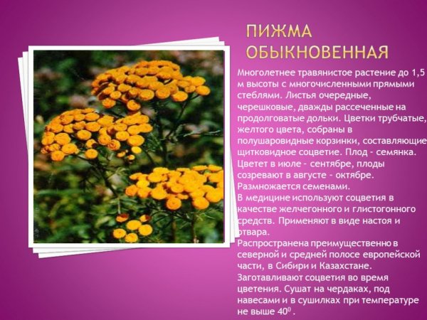 Пижма обыкновенная