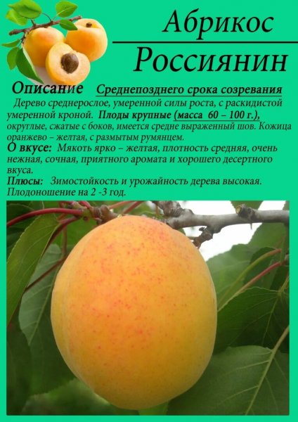 Абрикос Россиянин