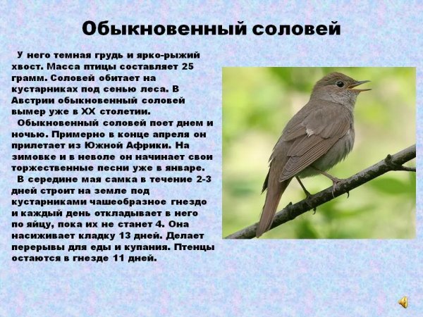 Соловей