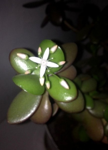 IMG 20181222 105345 521