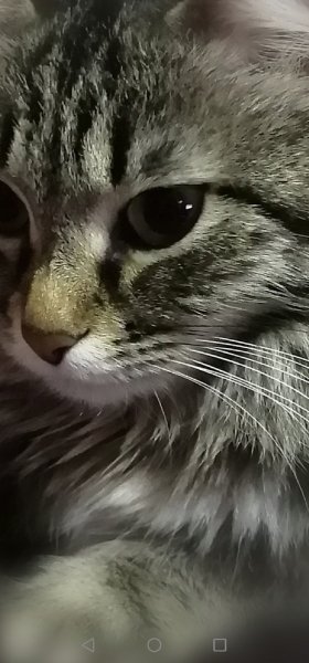 Screenshot 20200903 110503 com.android.gallery3d