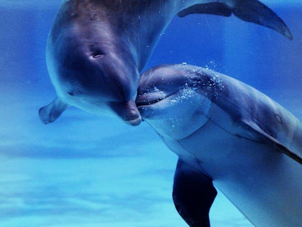дельфины 032424