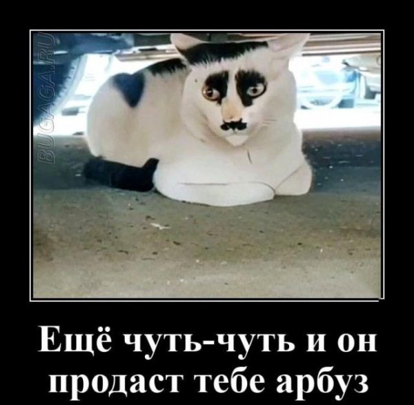 Купи арбуз!