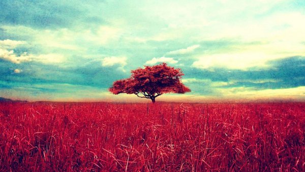 06-27-red-field-1-59515