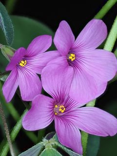 Kislitsa tsvety lepestki