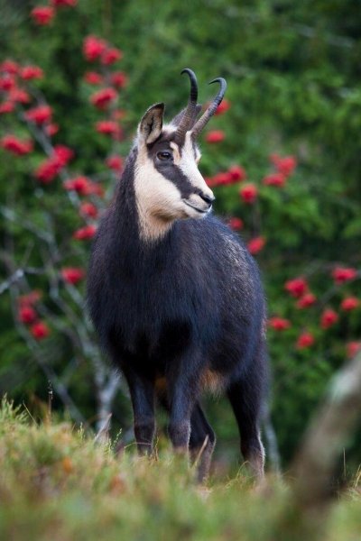 Дикая Альпийская Серна (Коза)