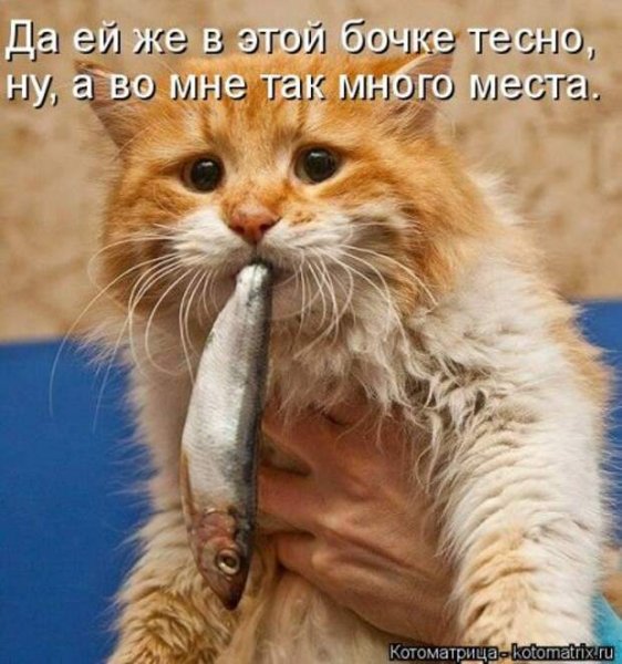 Так много места