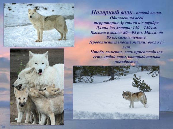 Полярный волк