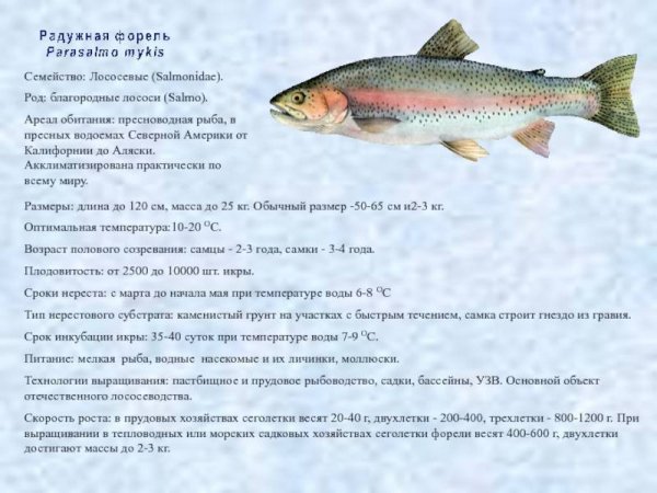 Радужная форель