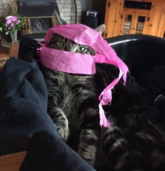 кошкарезада