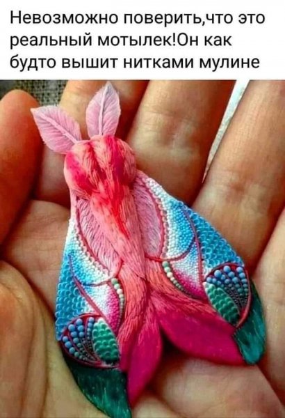 Реально красивая бабочка