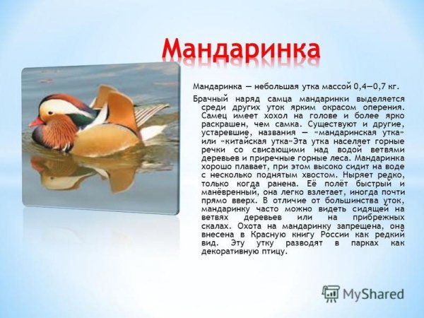 Мандаринка