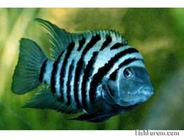 Чернополосая