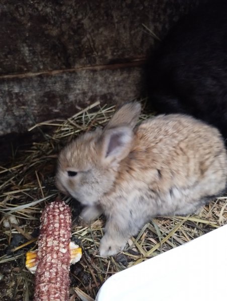 Кукурузовый едун