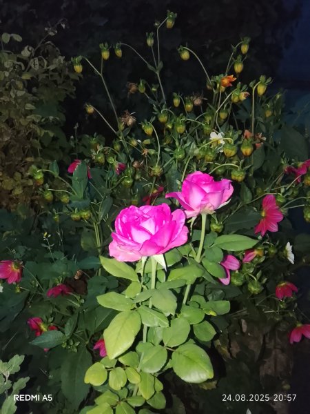 picture_395720173
