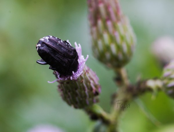 ff4c0556f0 IMG 8107 edited