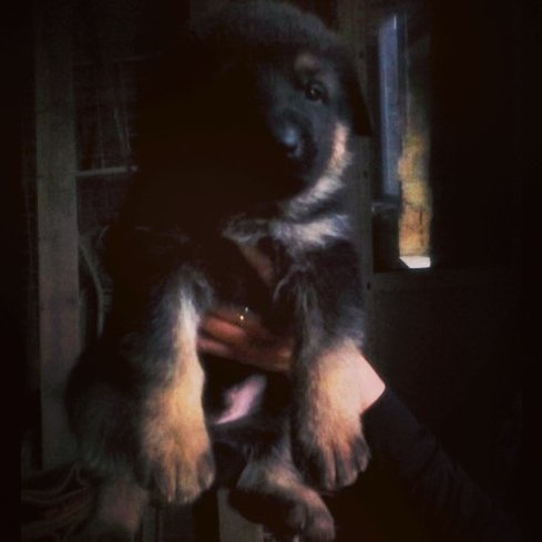 InstagramCapture
