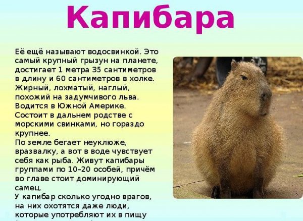 Капибара