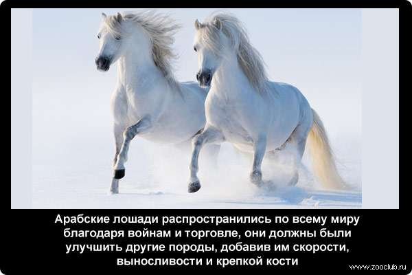 Арабские лошади