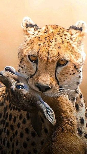 2eaba34fe058eb1ba674edb22cc9d19a