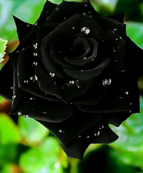 XyYIYhOo3lY