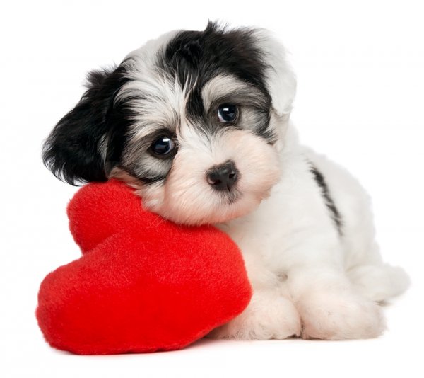 Cute Puppy-wallpaper-9788566