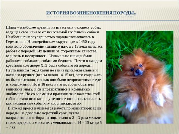 Шпиц