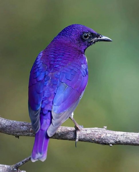 Скворец аметистовый короткохвостый