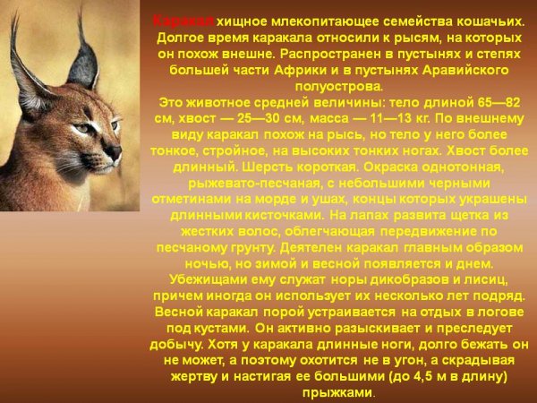 Каракал