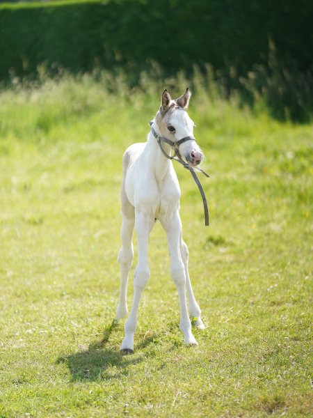 BEST HORSE