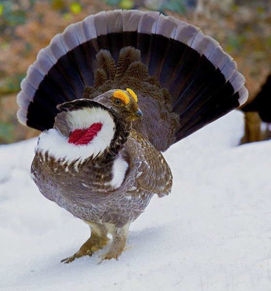 Дымчатый тетерев (Dendragapus obscurus)