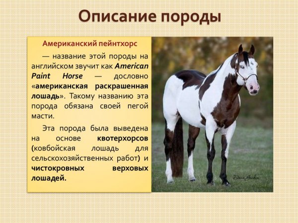 Американский пейнтхорс