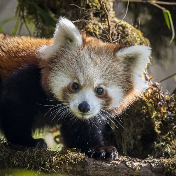 Очаровательная малая панда