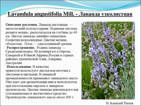 Лаванда узколистная