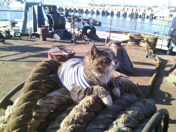 picture_93405631