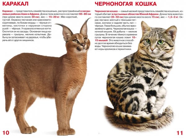 Кошки. Дикие кошки