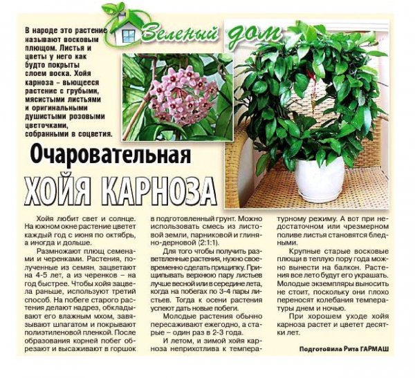 Хойя Карноза