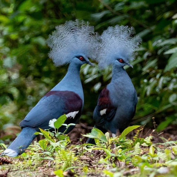 image (3) - 2020-07-15T021610.059