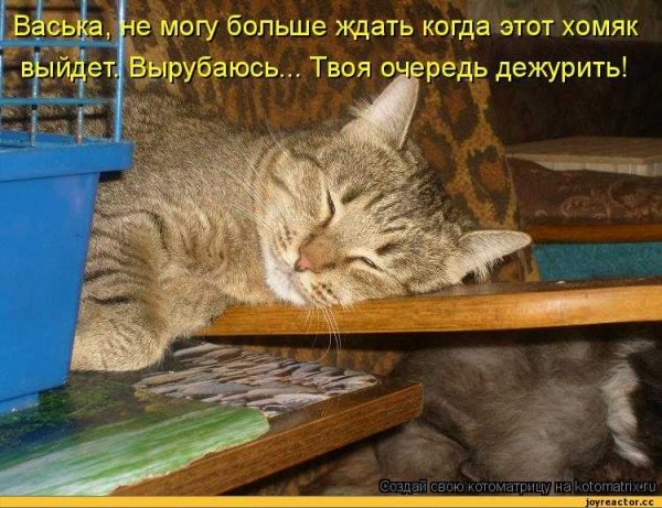 Вырубаюсь...