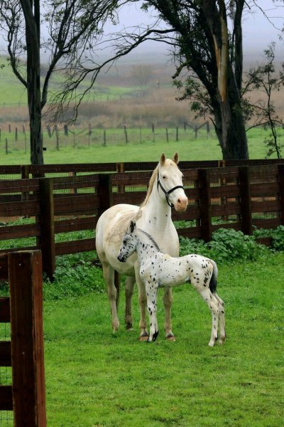 Мама в сегда рядом!