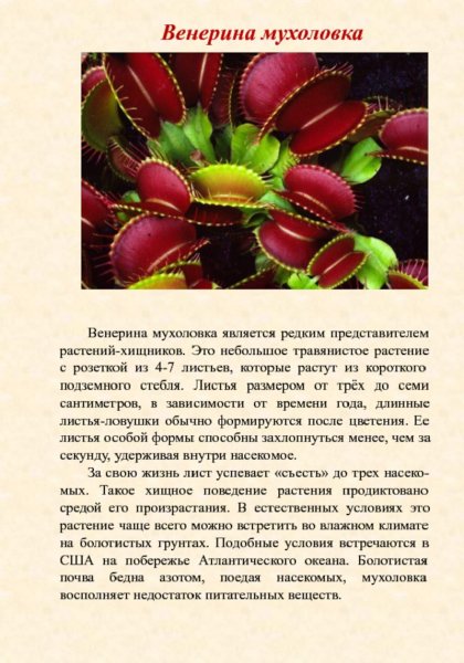 Венерина мухоловка